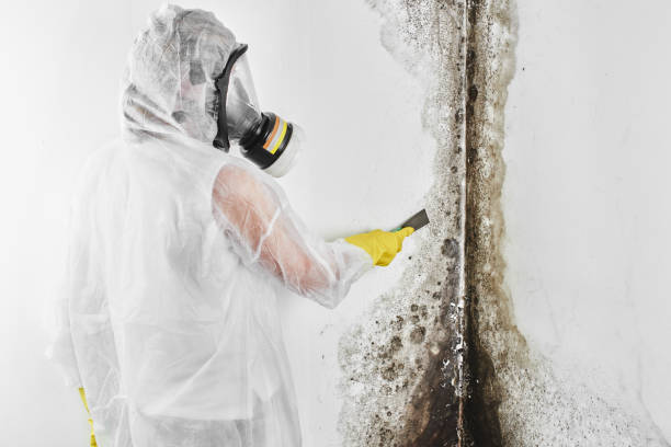 Best Attic Mold Remediation in Asbury Park, NJ