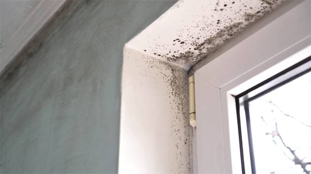 Best Black Mold Remediation in Asbury Park, NJ