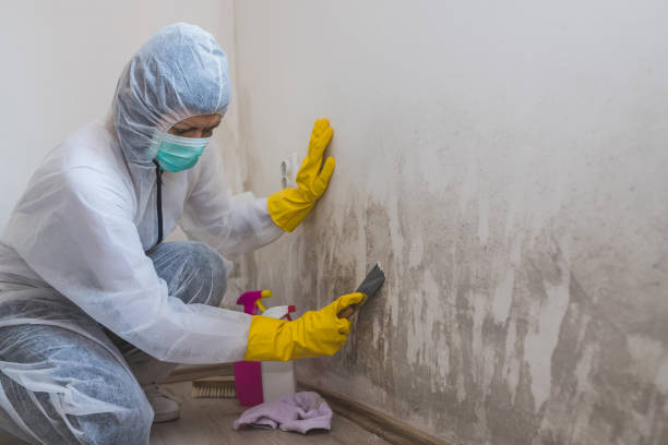 Best Mold Remediation for Specific Building Types in Asbury Park, NJ
