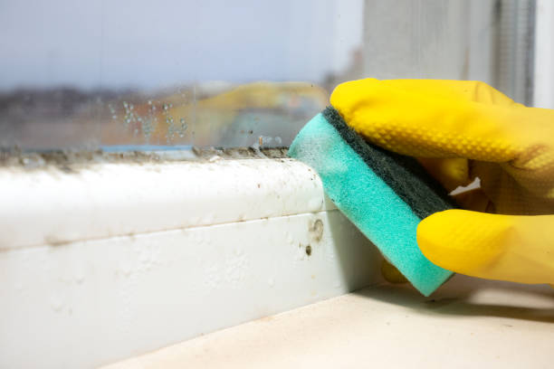 Best Basement Mold Remediation in Asbury Park, NJ