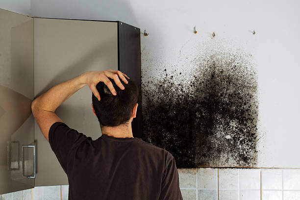 Best Attic Mold Remediation in Asbury Park, NJ