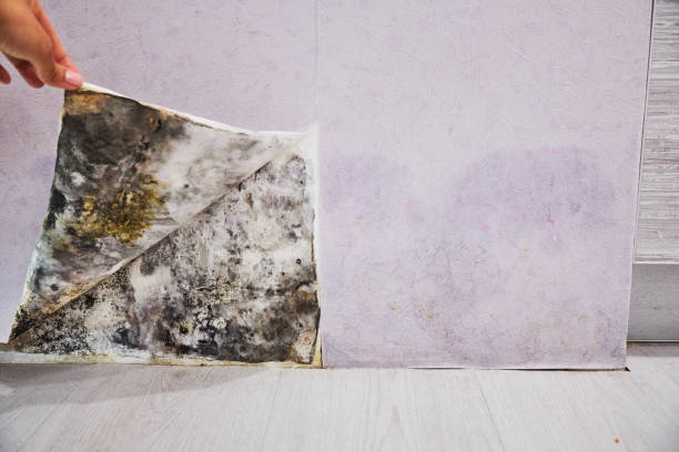 Best Insurance-Related Mold Remediation in Asbury Park, NJ
